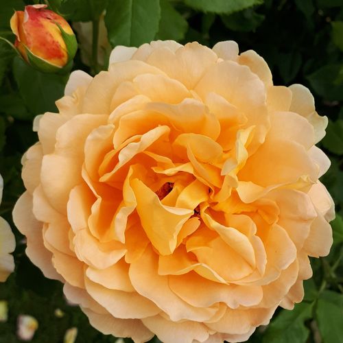 Vendita, rose rose floribunde - giallo - Rosa Sonnenwelt® - rosa mediamente profumata - Tim Hermann Kordes - ,-